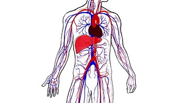 Schematische Darstellung des Blutkreislaufs. | Bild: picture-alliance/dpa
