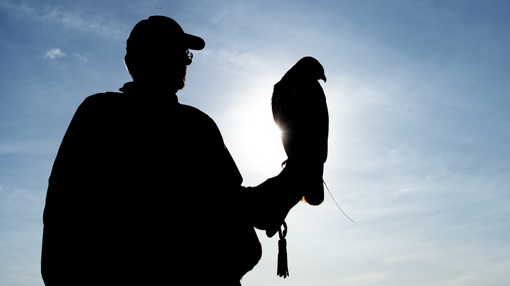 Die Silhouette eines Falkners mit seinem Rotschwanzbussard.  | Bild: picture-alliance/dpa