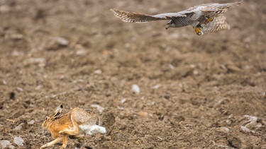 Ein Habicht jagt einen Feldhasen | Bild: picture-alliance/dpa