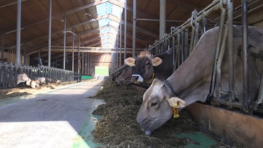 Kühe im Stall | Bild: BR / Doris Bimmer