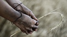 Symbolbild: Hände halten einen Getreidehalm | Bild: picture alliance | Primoz J.