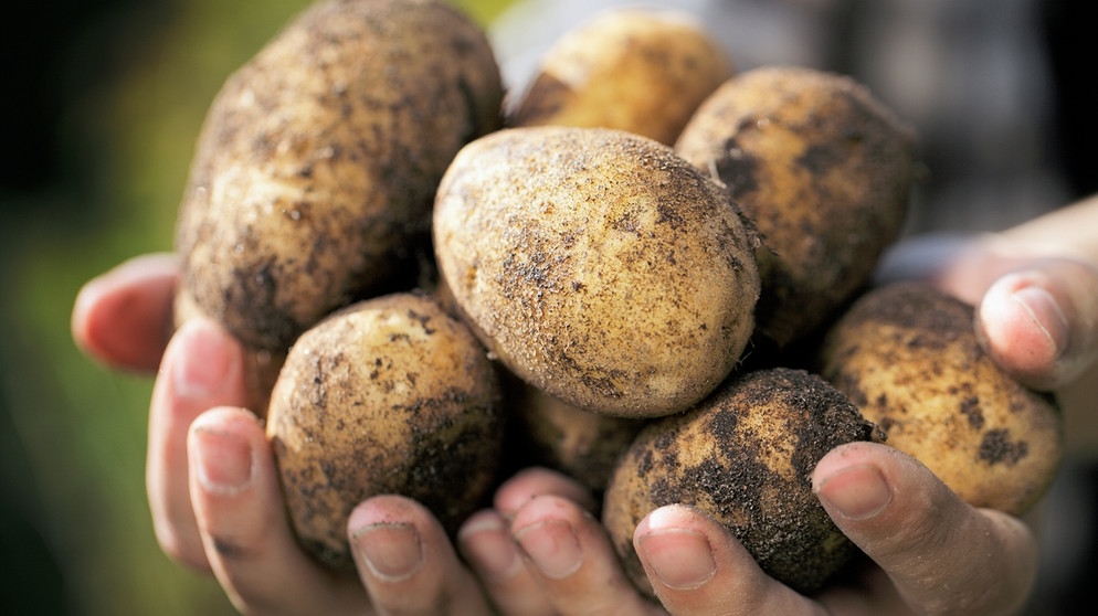 Kartoffeln mit Händen gehalten | Bild: colourbox.com