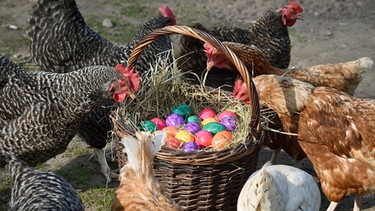 Hühner schauen in einen Korb voll bunter Eier | Bild: picture-alliance/dpa