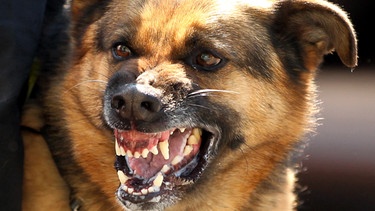 Hund fletscht die Zähne | Bild: picture-alliance/dpa