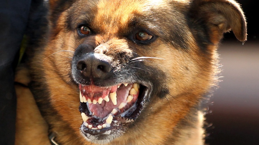 Hund fletscht die Zähne | Bild: picture-alliance/dpa