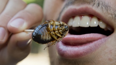 Ein Mann isst eine Kakerlake | Bild: picture-alliance/dpa