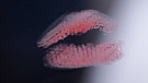 Symbolbild für Kuss: Ein Mundabdruck auf einem Spiegel.  | Bild: picture-alliance/dpa