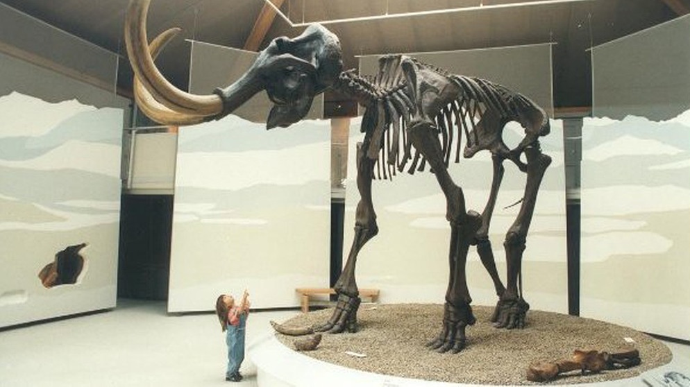 Das (ergänzte) Mammutskelett im Siegsdorfer Mammut-Museum | Bild: Mammut-Museum Siegsdorf
