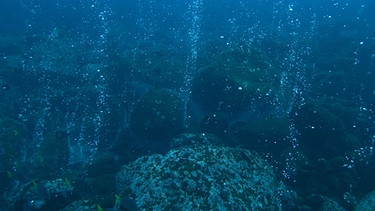 Gasblasen, die vom Meeresgrund aufsteigen | Bild: picture alliance/WILDLIFE