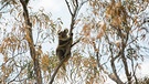 HANDOUT - 03.03.2020, Australien, ---: Ein Koalabär sitzt in einem Baum. Der Internationale Tierschutzfonds (IFAW) fordert, Koalas als bedrohte Tierart einzustufen, nachdem im Sommer mindestens 5000 Koalas bei Buschbränden ums Leben gekommen sind. Foto: International Fund For Animal We/INTERNATIONAL FUND FOR ANIMAL WELFARE/dpa - ACHTUNG: Nur zur redaktionellen Verwendung im Zusammenhang mit der aktuellen Berichterstattung und nur mit vollständiger Nennung des vorstehenden Credits +++ dpa-Bildfunk +++ | Bild: dpa-Bildfunk/International Fund For Animal We