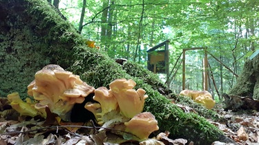 Schwammerln in Bayerns erstem Pilzschutzgebiet | Bild: BR / Jochen Wobser