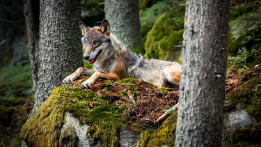 Wolf im Wald | Bild: picture-alliance/dpa