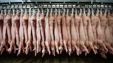 Halbe Schweine hängen in einem Schlachthof an Haken | Bild: picture-alliance/dpa