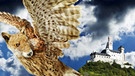 Fliegendes Fabelwesen mit Schloss im Hintergrund | Bild: picture alliance / Bildagentur-online/Falkenstein | -