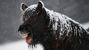Pferd im Schnee, Winter im Schwarzwald | Bild: picture alliance/dpa/Patrick Seeger