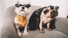 Zwei Hunde mit Sonnenbrillen | Bild: Colourbox.com