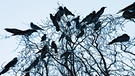 Nebelkrähen (Corvus corone) im Schlafbaum | Bild: picture-alliance/dpa