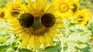 Sonnenblume mit Sonnenbrille | Bild: colourbox.com