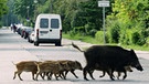 Wildschweine überqueren Straße | Bild: picture-alliance/dpa