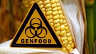 Agrargentechnik: Symbolisch steht ein Schild mit der Aufschrift "Genfood" vor einem gentechnisch veränderten Maiskolben  | Bild: picture-alliance/dpa