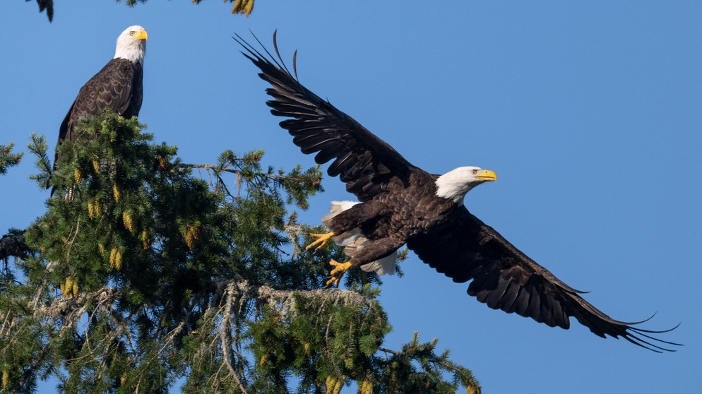 Zwei erwachsene Adler, "bald eagles", aufgenommen in Elkton, im Südwesten von Oregon, USA.  | Bild: picture alliance / ZUMAPRESS.com | Robin Loznak