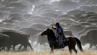 Chad Kremer, Manager der Bisonherde im Custer State Park, lässt seine Peitsche knallen, um die Bisons während des 58. jährlichen Custer Buffalo Roundup im September 2023 einen Hügel hinunterzutreiben. Cowboys und Cowgirls treiben in South Dakota eine Herde von mehr als 1 500 Bisons zusammen, die in den USA auch Büffel genannt werden, als Teil der jährlichen Bemühungen, die Gesundheit der einst bedrohten Art zu erhalten.  | Bild: dpa-Bildfunk/Matt Gade