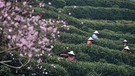 Ernte von grünem "Longjing" Tee im chinesischen Hangzhou | Bild: picture alliance / Photoshot