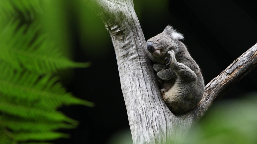 Ein Koala im Zoo in Sidney | Bild: picture alliance / dpa | Steffen Trumpf
