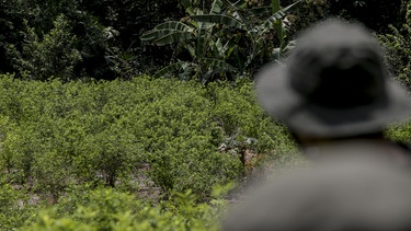 Einsatz der kolumbianischen Militärpolizei gegen den Koka-Anbau im Norden Kolumbiens Ende 2021 | Bild: picture alliance / AA | Juancho Torres