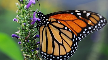 Ein Monarchfalter (Danaus plexippus) | Bild: picture-alliance/dpa
