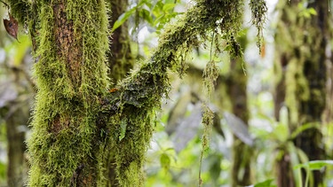 Mit Flechten und Moos bewachsene Bäume im Anden-Nebelregenwald, Ecuador, Mindo | Bild: picture alliance / blickwinkel/G. Fischer