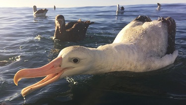 Gibsons Albatros (Diomedea gibsoni) schwimmt in Neuseeland, Keikoura  | Bild: picture alliance / blickwinkel