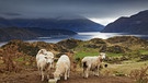 Schafe lecken an einem Salzstein in Neuseeland. | Bild: stock.adobe.com/Dmitry Pichugin