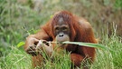 Orang-Utan-Jungtier auf Sumatra | Bild: picture alliance/imageBROKER