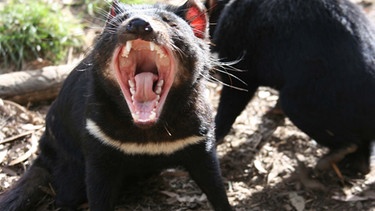 Der Tasmanische Teufel ist der größte Beutelräuber der Erde. Er galt als ausgestorben, bis er mehrfach in den letzten Jahren wieder gesichtet wurde. | Bild: BR/Angelika Sigl