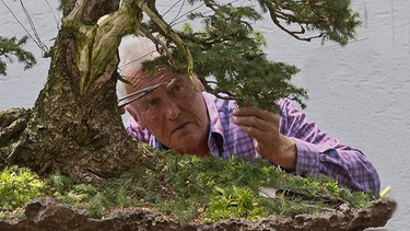 Zu sehen ist Walter Pall, der hinter seinem Bonsei Baum steht und ihn mit einer Gartenschere pflegt.  | Bild: Walter Pall 