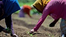 Frauen in Guatemala pflanzen Petersilie - Symbolbild  | Bild: picture alliance/Deccio Serrano