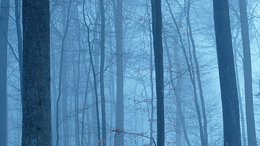 Rauhnächte - Symbolbild_Winternacht im Wald  | Bild: picture alliance_blickwinkel_Lenz.jpg