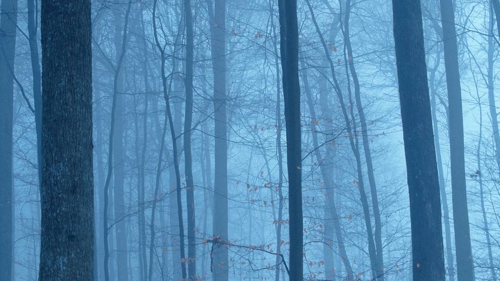 Rauhnächte - Symbolbild_Winternacht im Wald  | Bild: picture alliance_blickwinkel_Lenz.jpg