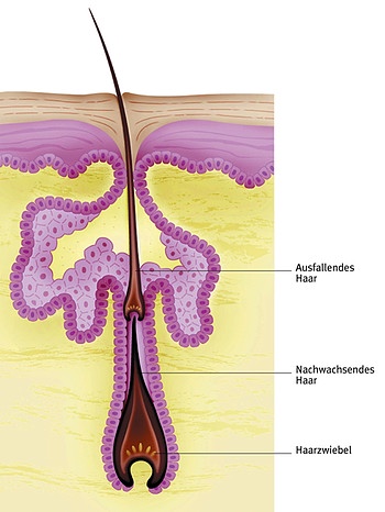 schematische Darstellung eines Haares | Bild: picture-alliance/dpa