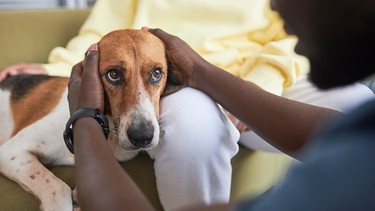 Eine Frau und ein Tierarzt streicheln einen Hund.
| Bild: picture alliance / Westend61 / SeventyFour
