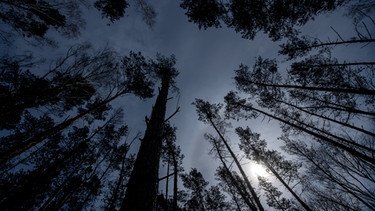 Bäume im Wald perspektivisch nach oben | Bild: BR Bild