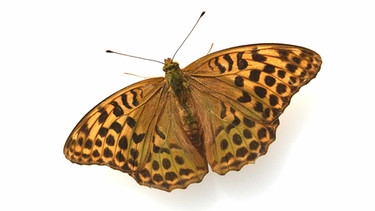 Zu sehen ist ein Schmetterling | Bild: picture alliance / Zoonar | Manfred Ruckszio