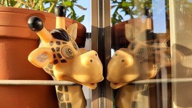 Kunststoff-Giraffenkopf spiegelt sich in Fensterscheibe | Bild: Gesche Piening