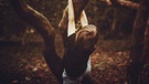 Symbolbild zum Hörspiel „Wie grob der Filz ist und wie warm“ von Klaus Raab: Ein Junge klettert auf einen Baum | Bild: Unsplash/Annie Spratt