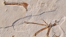 Das Foto zeigt das Fossil eines Alcmonavis poeschli, das im Altmühltal gefunden wurde. | Bild: O. Rauhut/LMU/SNSB/dpa 