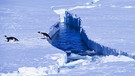 Kaiserpinguin springt aus dem Wasser, Riiser-Larsen-Schelfeis, Antarktis | Bild: picture-alliance/dpa