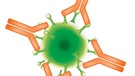 Symbolbild: Coronavirus und Antikörper | Bild: colourbox.com