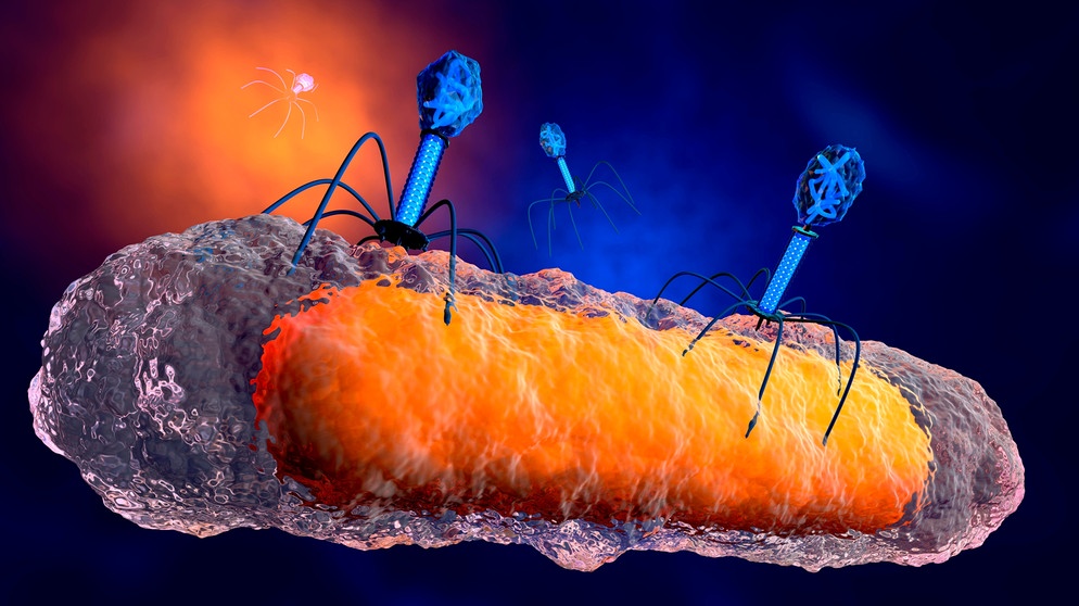 3D-Illustration von Bakteriophagen | Bild: picture-alliance/dpa