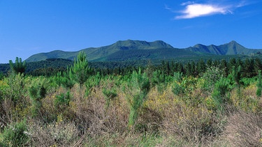 Neu gepflanzte Bäume in einer Landschaft in Südafrika | Bild: picture-alliance / OKAPIA KG, Germany | Rolf E. Kunz/OKAPIA